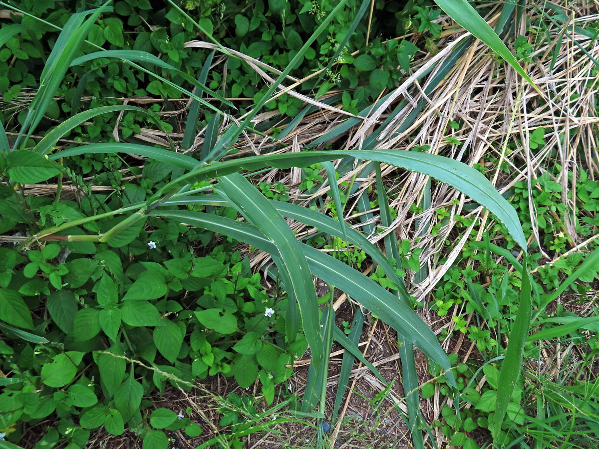 Proso (Panicum bisulcatum Thunb.)