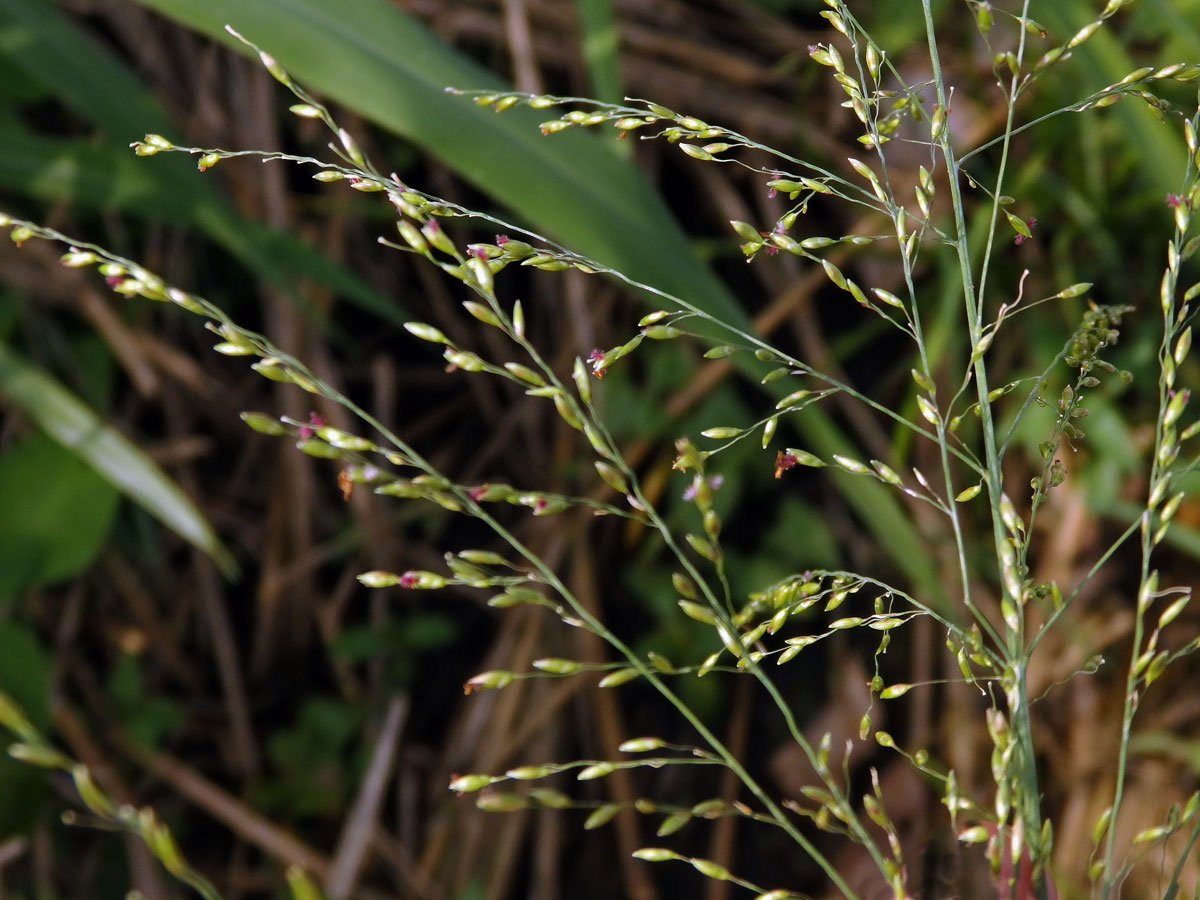 Proso (Panicum bisulcatum Thunb.)