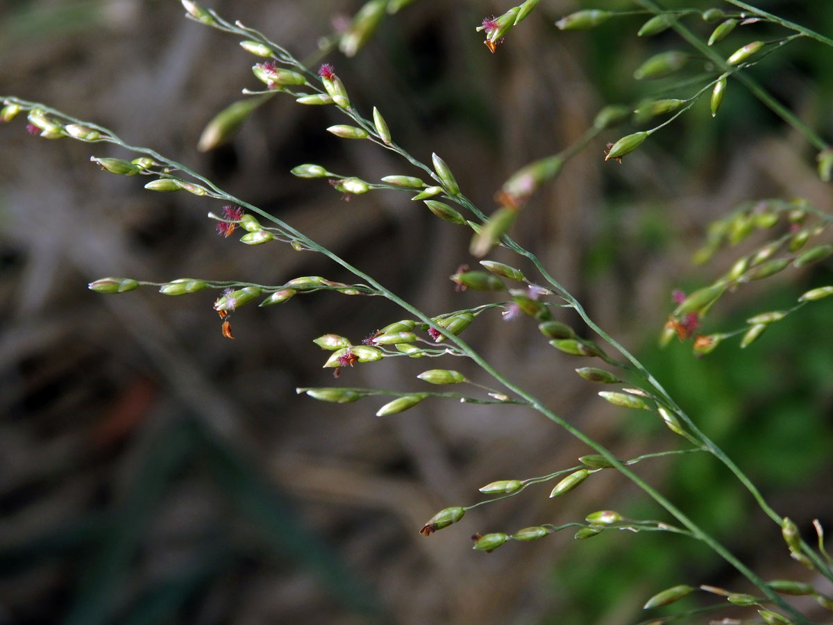 Proso (Panicum bisulcatum Thunb.)