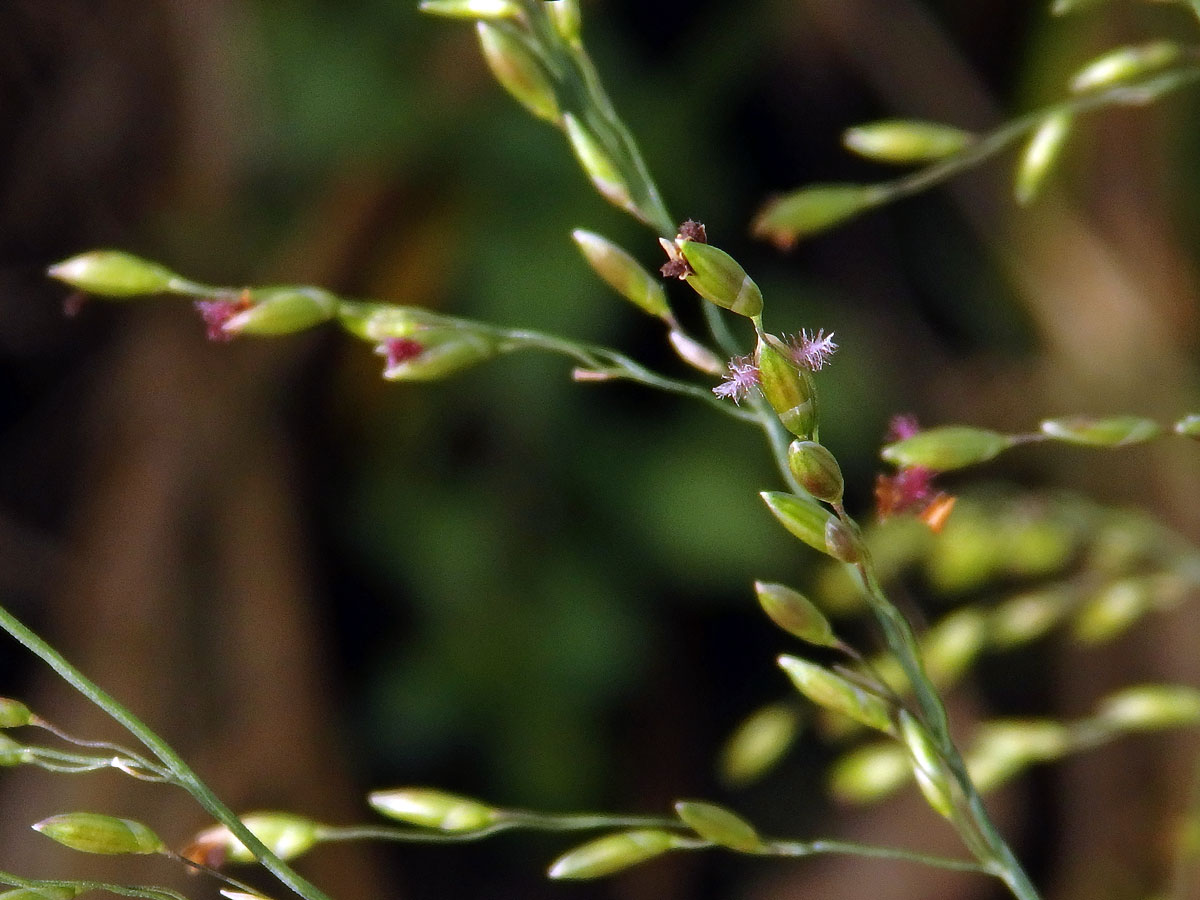 Proso (Panicum bisulcatum Thunb.)