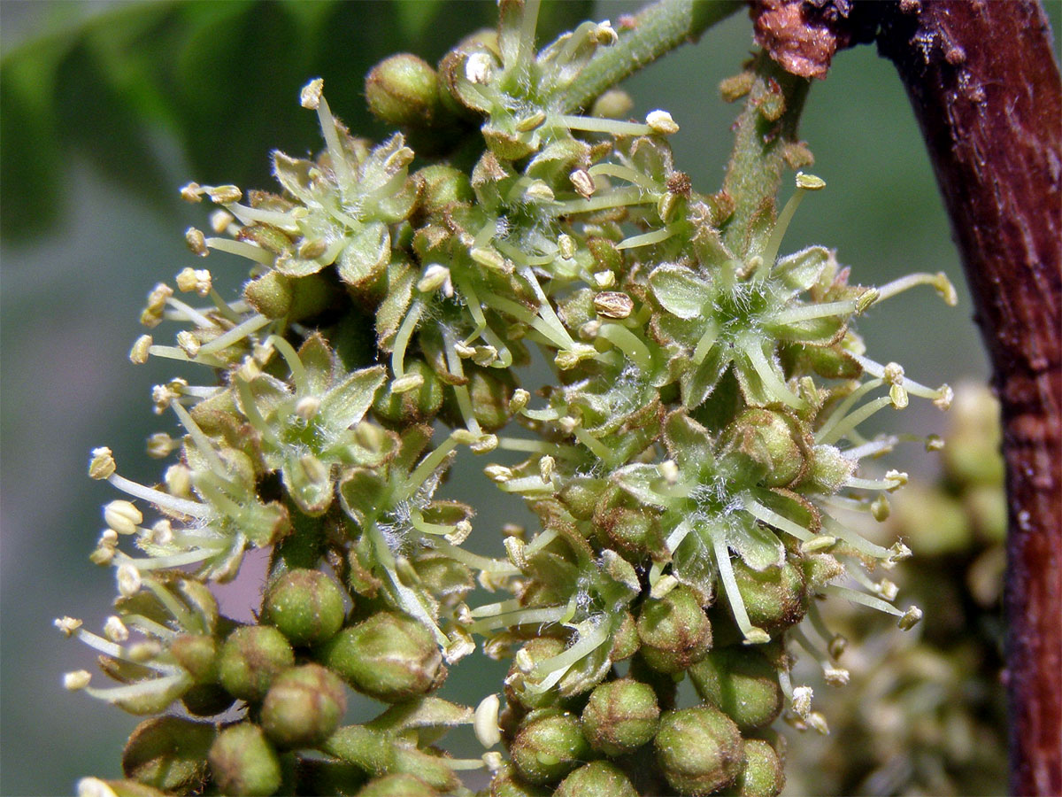 Dřezovec trojtrnný (Gleditsia triacanthos L.)