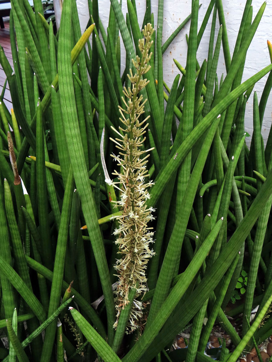 Sansevieria cylindrica Bojer ex Hook.