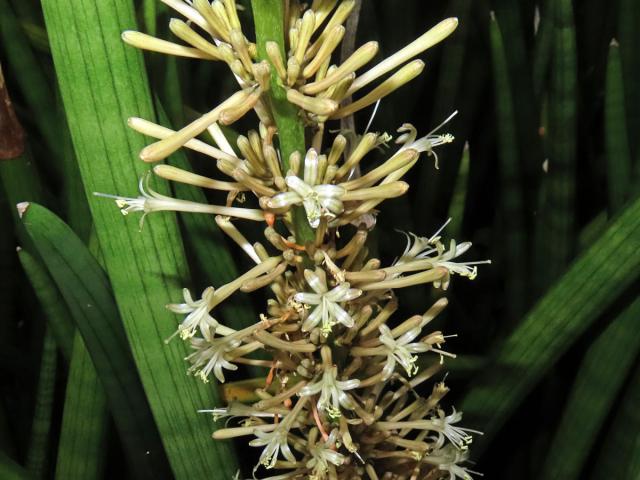 Sansevieria cylindrica Bojer ex Hook.