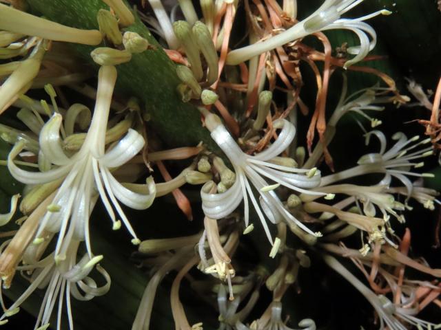 Sansevieria cylindrica Bojer ex Hook.