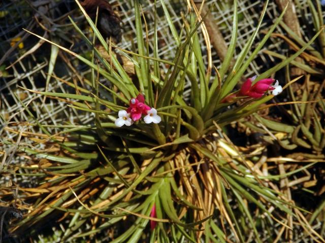 Tilandsie (Tillandsia araujei Mez)