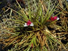 Tilandsie (Tillandsia araujei Mez) 