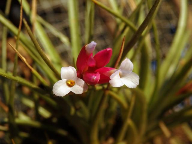 Tilandsie (Tillandsia araujei Mez)