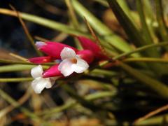 Tilandsie (Tillandsia araujei Mez)