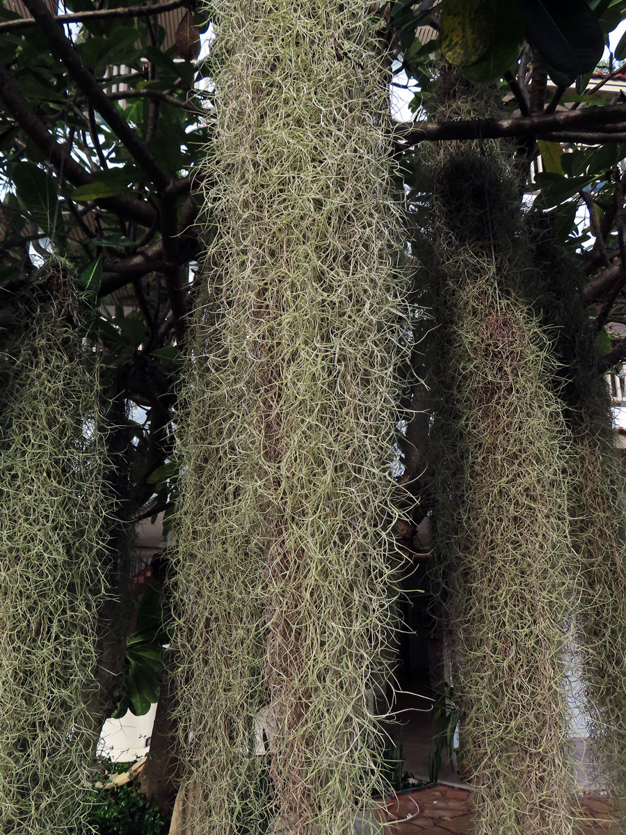 Tilandsie (Tillandsia usneoides (L.) L.)