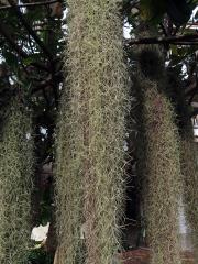 Tilandsie (Tillandsia usneoides (L.) L.) 