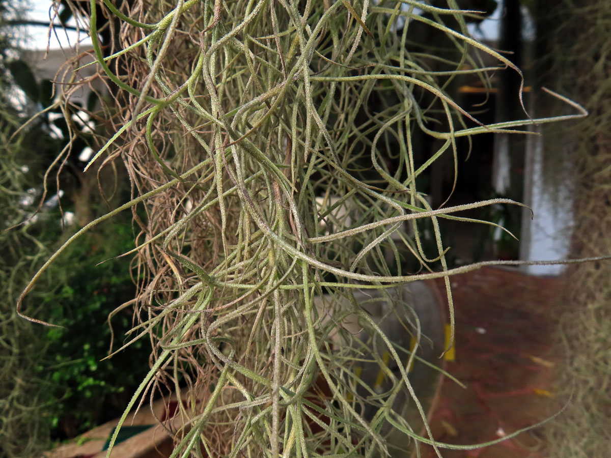 Tilandsie (Tillandsia usneoides (L.) L.)