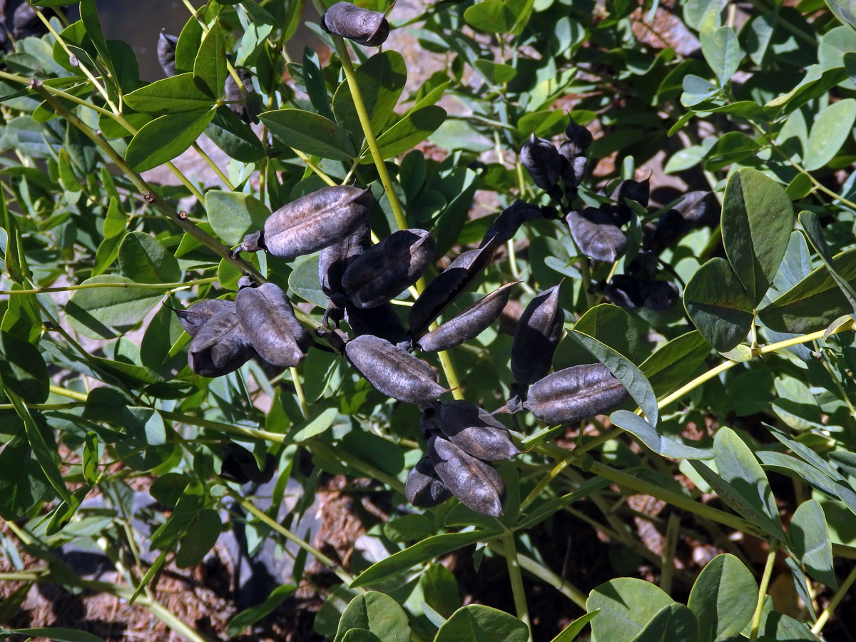 Baptisie jižní (Baptisia australis (L.) R. Br. ex Ait. f.)