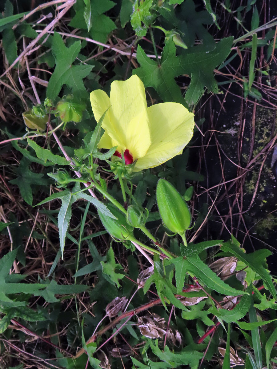 Proskurník (Abelmoschus moschatus Medik.)