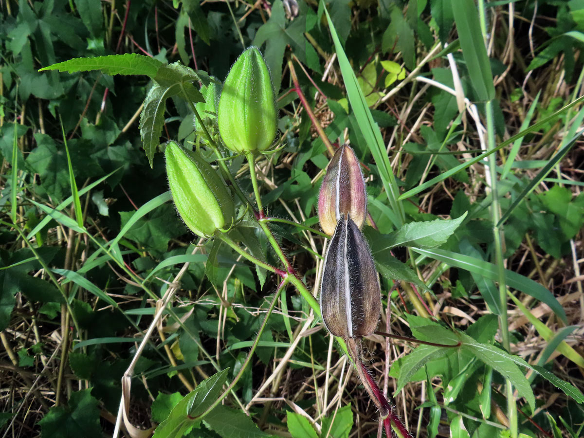 Proskurník (Abelmoschus moschatus Medik.)