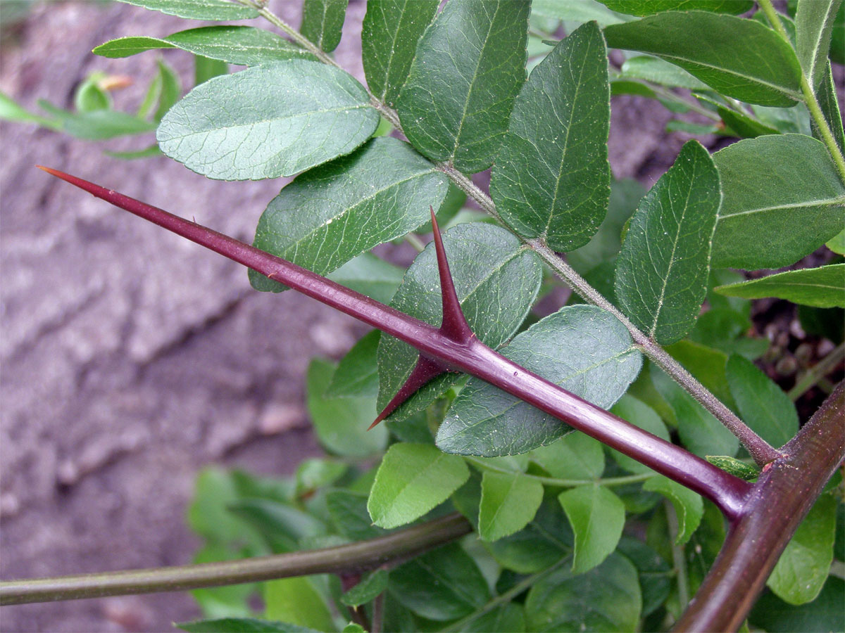 Dřezovec trojtrnný (Gleditsia triacanthos L.)