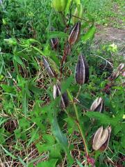 Proskurník (Abelmoschus moschatus Medik.)