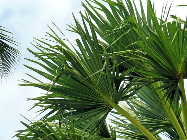 Lontar vějířovitý (Borassus flabellifer L.)