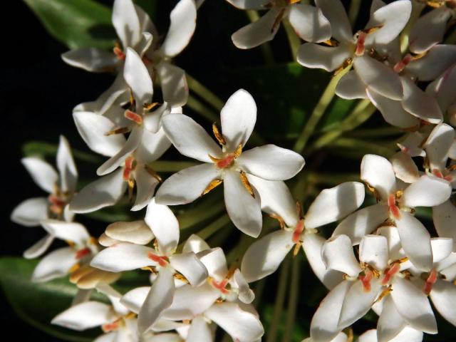 Ixora (Ixora L.) s pětičetným květem