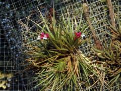 Tilandsie (Tillandsia araujei Mez)