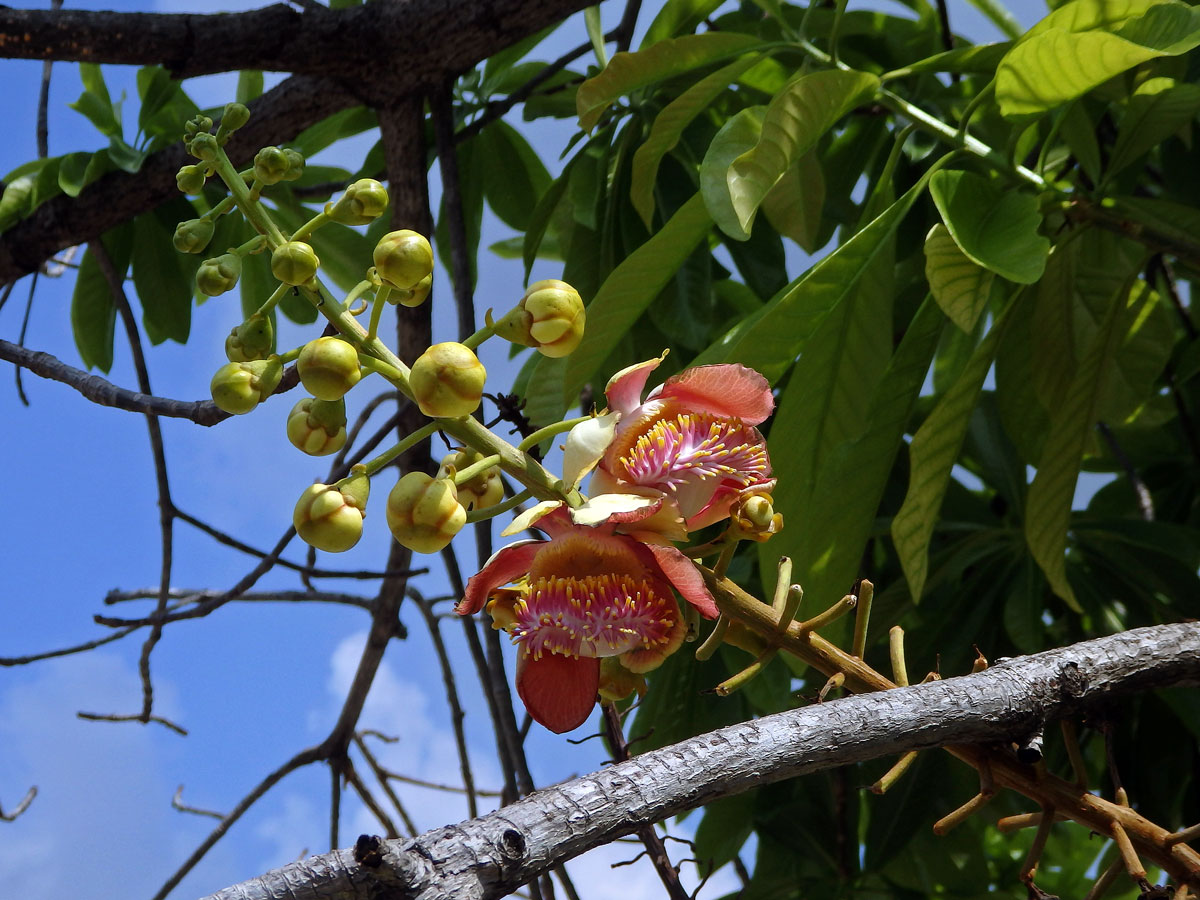 Lončatník guyanský (Couroupita guianensis Aubl.)