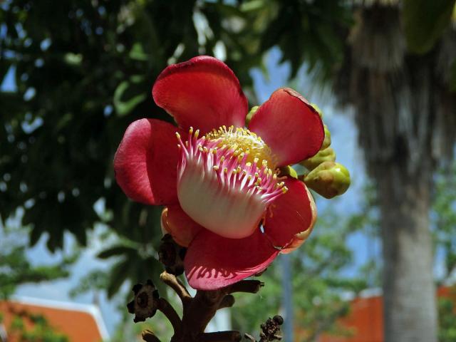 Lončatník guyanský (Couroupita guianensis Aubl.)