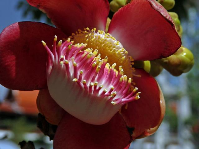 Lončatník guyanský (Couroupita guianensis Aubl.)