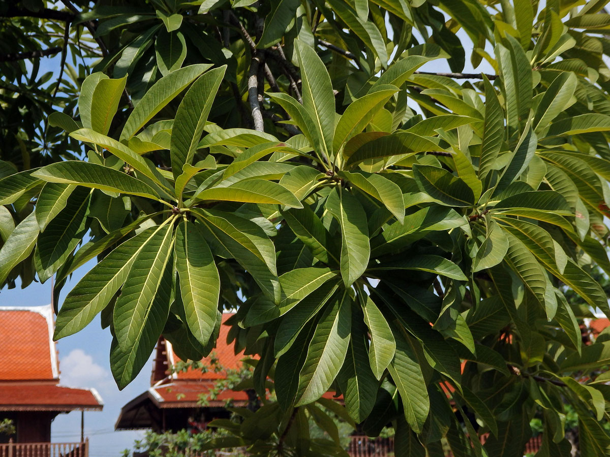 Lončatník guyanský (Couroupita guianensis Aubl.)