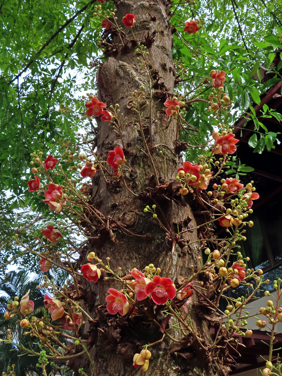 Lončatník guyanský (Couroupita guianensis Aubl.)