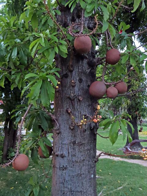 Lončatník guyanský (Couroupita guianensis Aubl.)