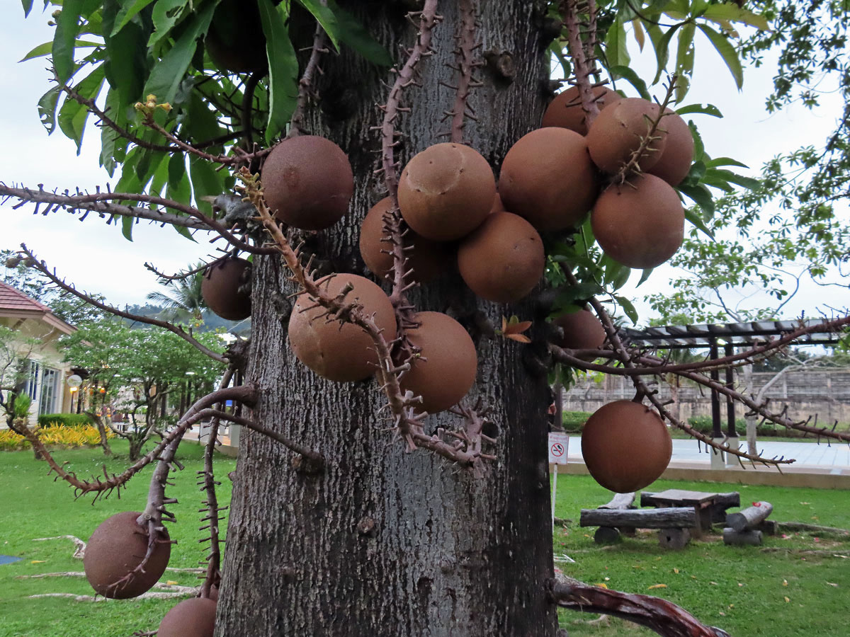 Lončatník guyanský (Couroupita guianensis Aubl.)