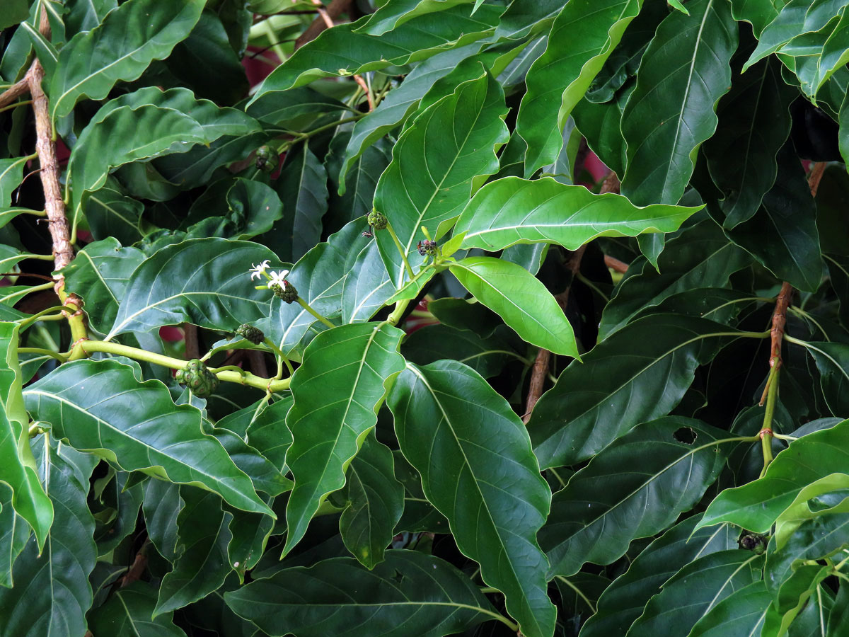 Morinda citrifolia L.