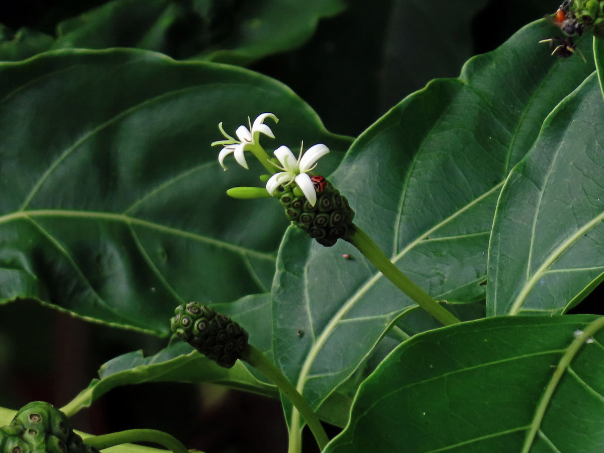 Morinda citrifolia L. s čtyřčetným květem