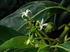 Morinda citrifolia L. s čtyřčetným květem