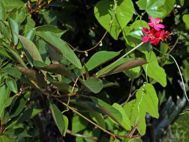 Dávivec (Jatropha integerrima Jacq.)