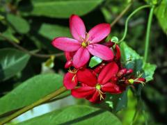 Dávivec (Jatropha integerrima Jacq.)