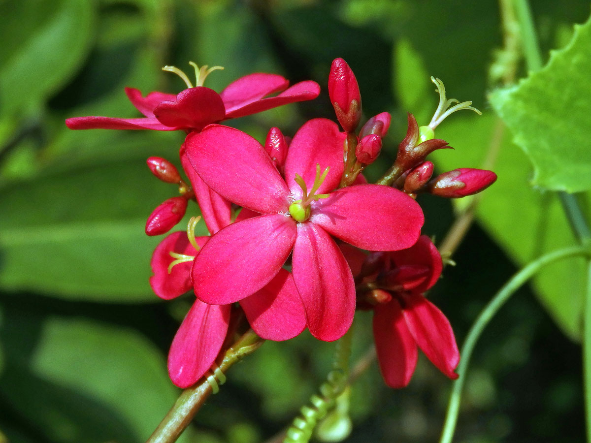 Dávivec (Jatropha integerrima Jacq.)