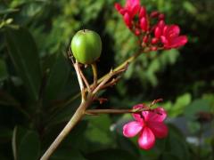 Dávivec (Jatropha integerrima Jacq.)