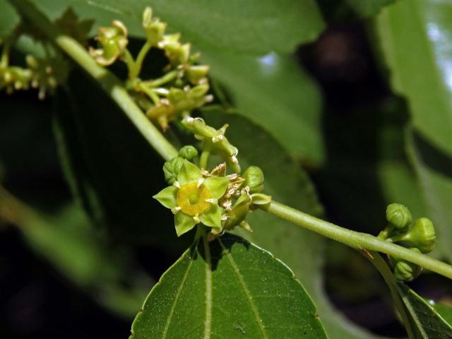 Cicimek čínský (Ziziphus jujuba (L.) Mill.)