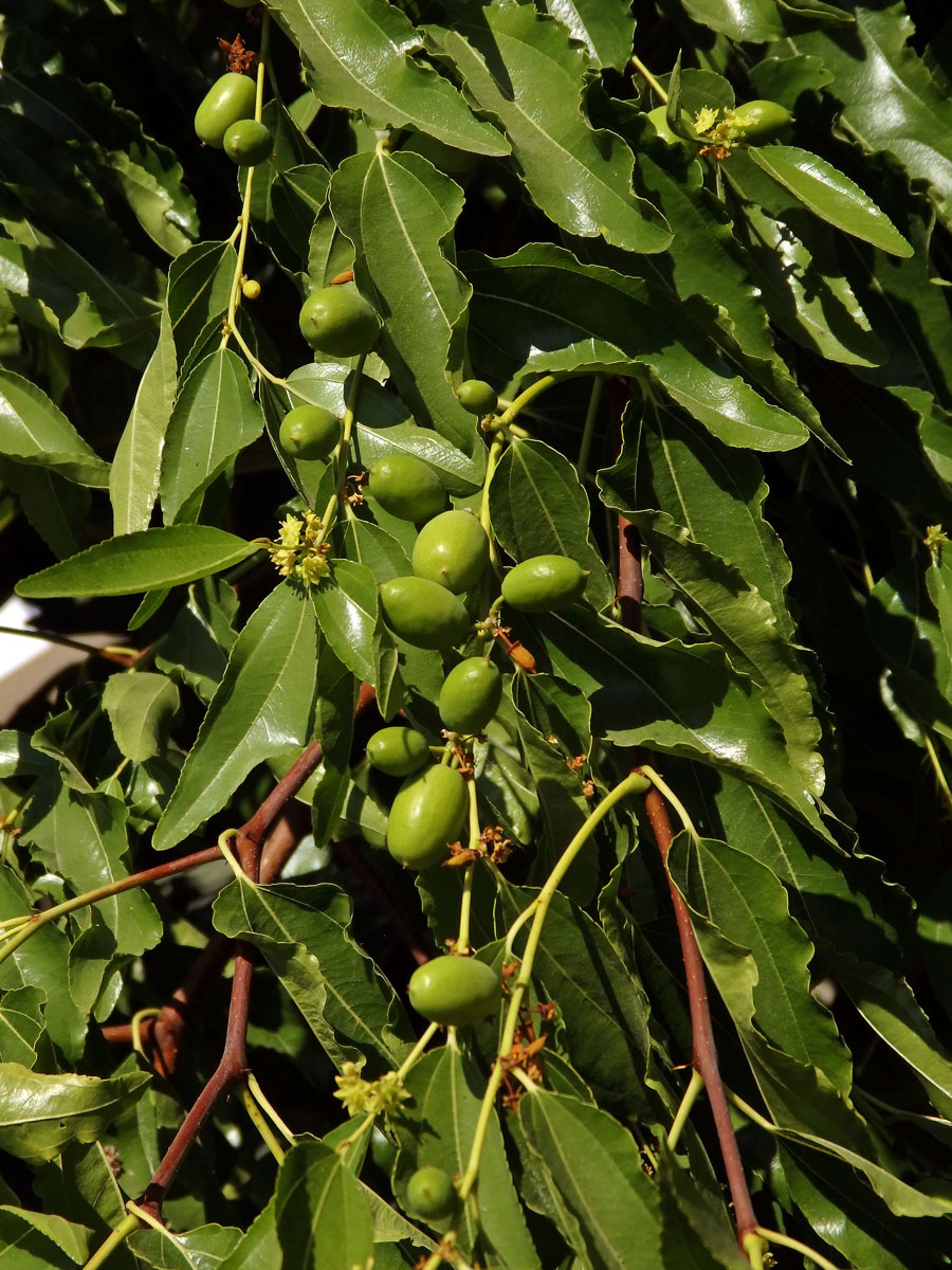 Cicimek čínský (Ziziphus jujuba (L.) Mill.)