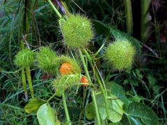 Mučenka (Passiflora foetida L.)