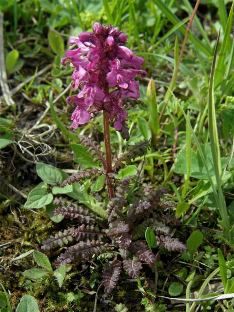 Všivec přeslenitý (Pedicularis verticillata L.)