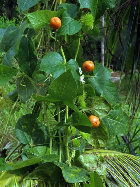 Mučenka (Passiflora foetida L.)