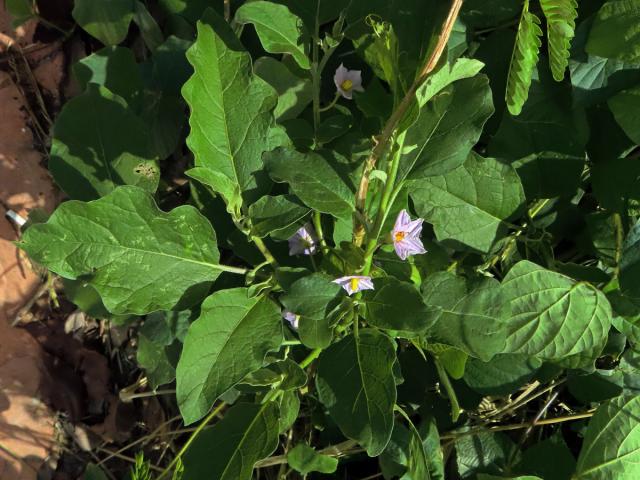 Lilek vejcoplodý (baklažán) (Solanum melongena L.)