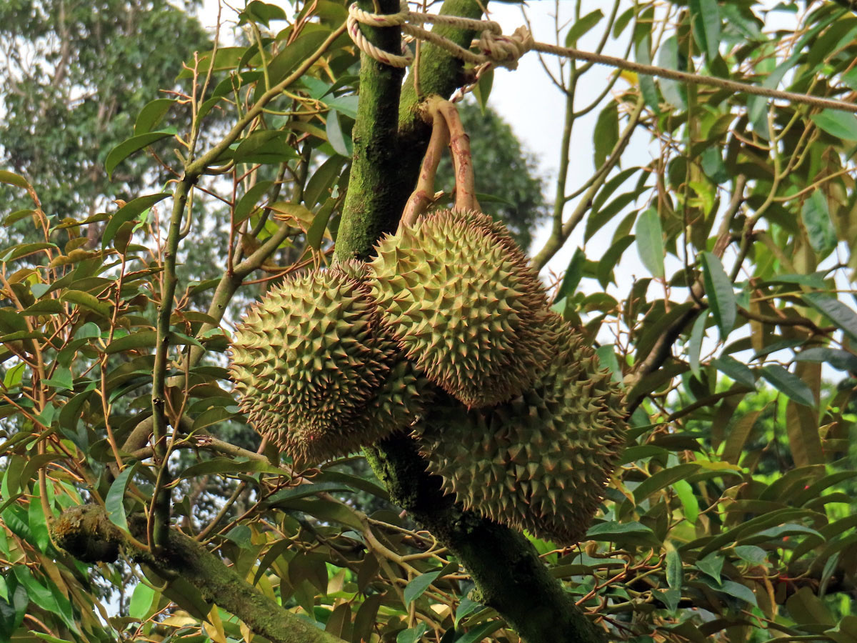 Durian cibetkový (Durio zibethinus Murray)