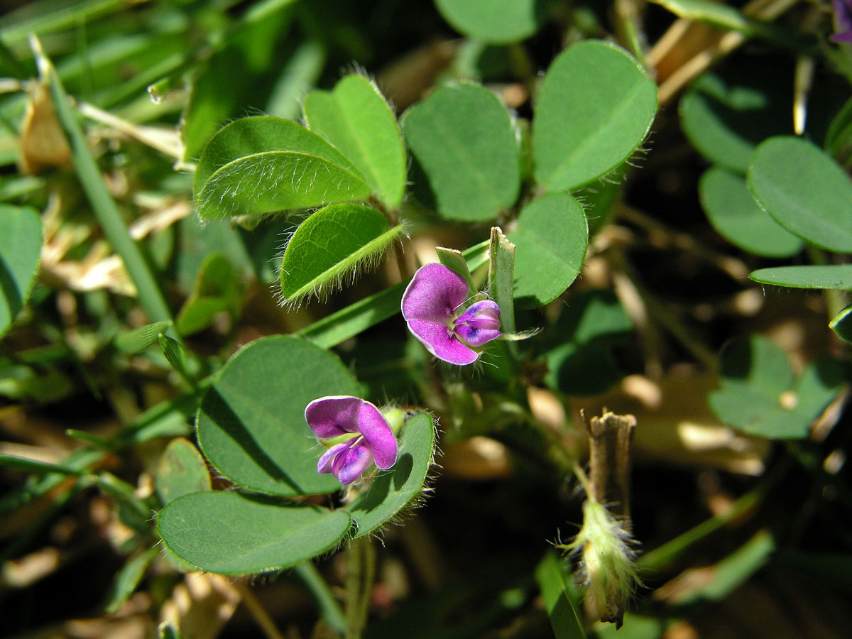 Stužkovec (Desmodium triflorum (L.) DC.)