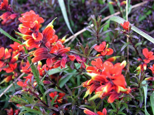 Castilleja irasuensis Oerst.