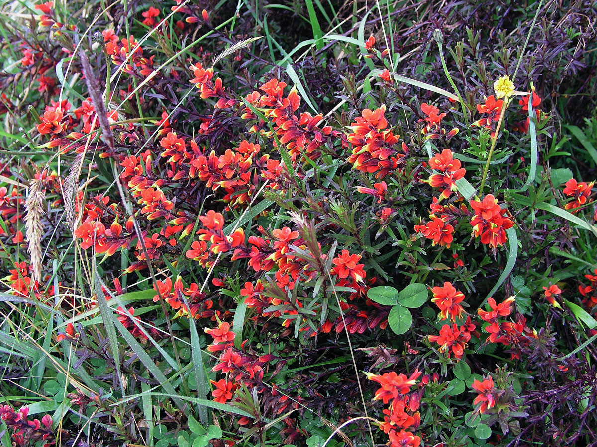 Castilleja irasuensis Oerst.