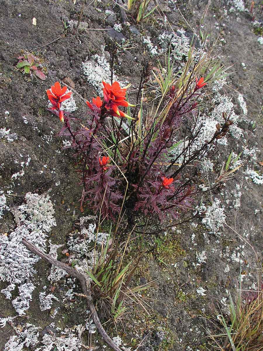 Castilleja irasuensis Oerst.