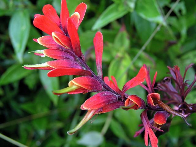 Castilleja irasuensis Oerst.