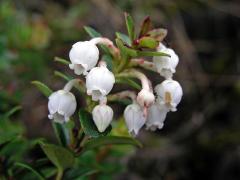 Libavka (Gaultheria myrsinoides Kunth)